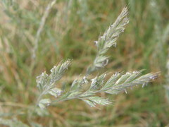 Festuca matthewsii