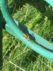 Polistes dominula
