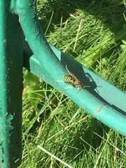 Polistes dominula
