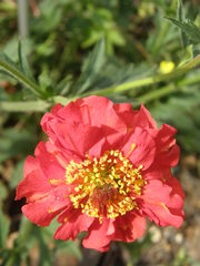 Geum quellyon