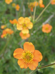 Geum quellyon
