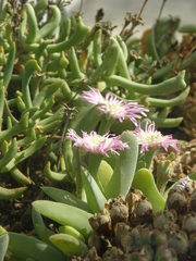 Gibbaeum petrense