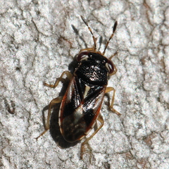 Stylogeocoris elongatus