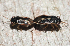 Stylogeocoris elongatus