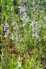 Cyanella orchidiformis