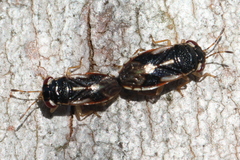 Stylogeocoris elongatus