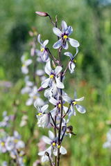 Cyanella orchidiformis