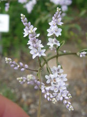 Veronica hulkeana