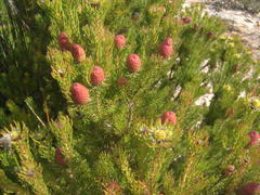 Leucadendron teretifolium