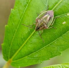 Aeliomorpha