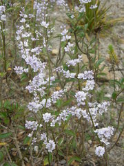 Veronica hulkeana