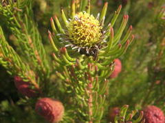 Leucadendron teretifolium