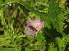 Acmaeodera haemorrhoa