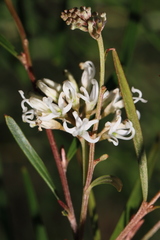 Grevillea linearifolia