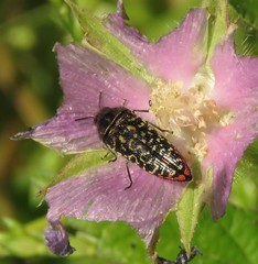 Acmaeodera haemorrhoa