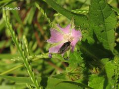Acmaeodera haemorrhoa