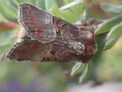 Mesoligia literosa