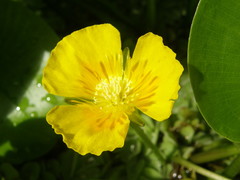 Hydrocleys martii