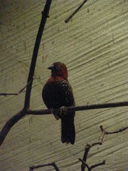 Hypargos niveoguttatus