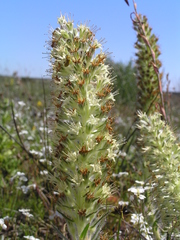 Echiostachys incanus