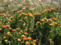 Leucospermum erubescens