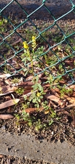 Crotalaria sphaerocarpa sphaerocarpa