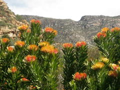 Leucospermum erubescens