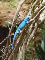 Lygodactylus williamsi