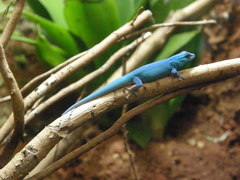 Lygodactylus williamsi