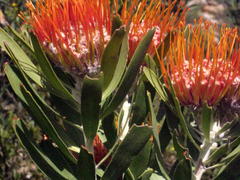 Leucospermum erubescens