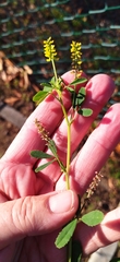 Crotalaria sphaerocarpa sphaerocarpa