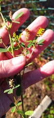 Crotalaria sphaerocarpa sphaerocarpa