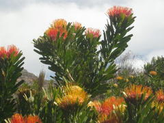 Leucospermum erubescens