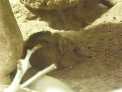 Macroscelides proboscideus