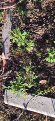 Crotalaria sphaerocarpa sphaerocarpa