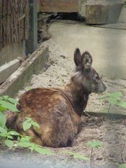 Moschus moschiferus