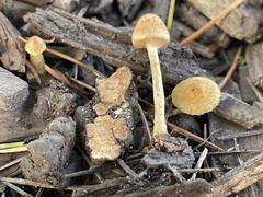 Hypholoma tuberosum