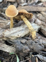Hypholoma tuberosum