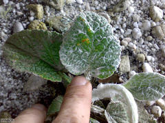 Hermas lanata