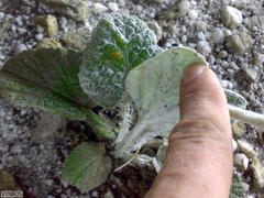 Hermas lanata
