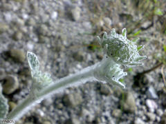 Hermas lanata