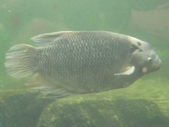 Osphronemus goramy