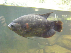 Osphronemus laticlavius