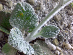 Hermas lanata