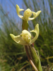 Disperis villosa