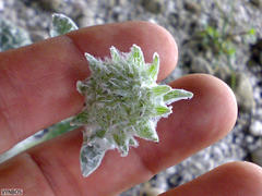 Hermas lanata
