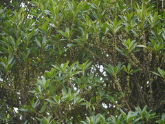 Myrsine wightiana