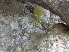 Hermas lanata