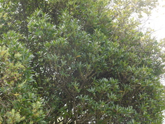 Myrsine wightiana