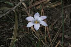 Romulea minutiflora